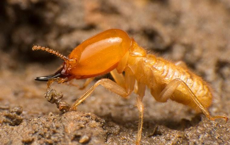 subterranean termite